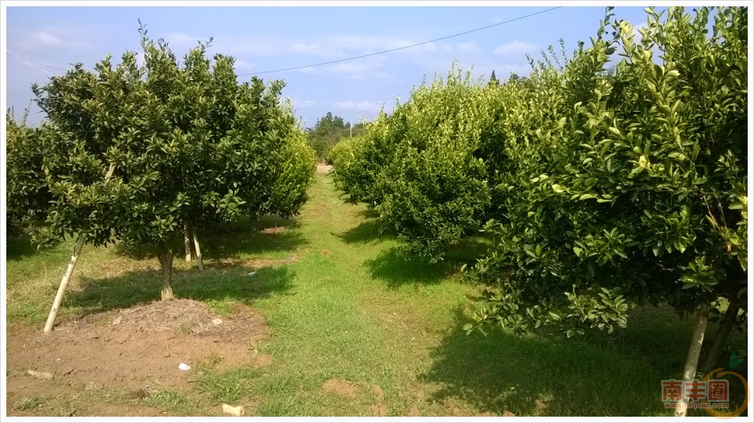 桔园.jpg