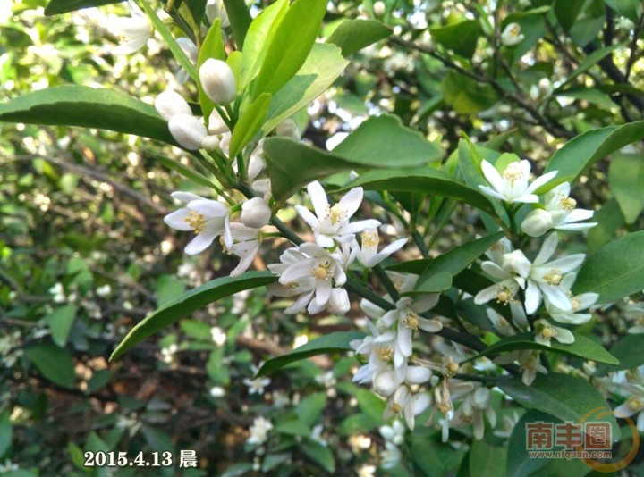 橘子花开0.jpg