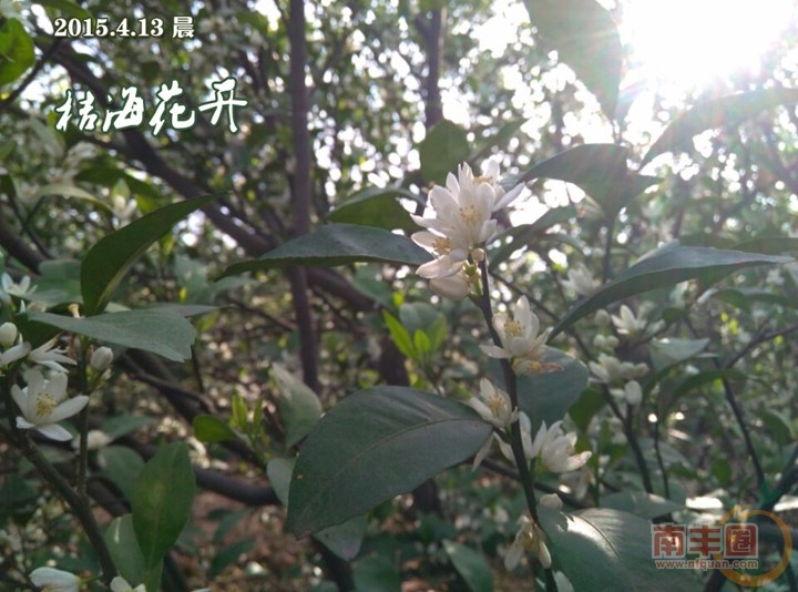 桔海花开.jpg