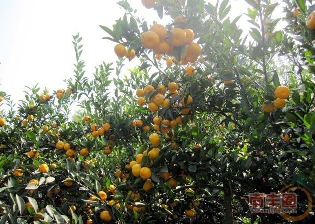 桔子.jpg
