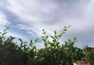 【桔园游记】浮生偷得半日闲，带着闺蜜一起游～