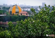 满城尽是桔花香，不负春光不负侬