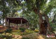 最新3.8女王节福利｜南丰景区优惠来袭，请接住